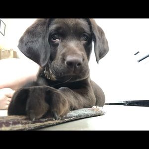 Meet your Posher, Allison